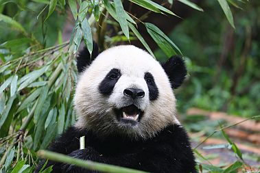 Natürlich wollten wir in China auch lebendige Pandas sehen.